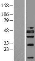 NSFL1C Protein (Over-Expression Lysate Myc-DDK (Flag))