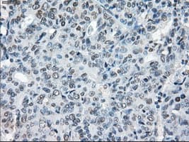 XRCC4 Antibody (clone OTI4H9)