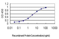 OCLN / Occludin Antibody (clone 1G7)