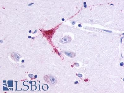 PathPlus™ OR51E1 Antibody (C-Terminus)