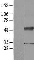 IFRD2 Protein (Over-Expression Lysate Myc-DDK (Flag))