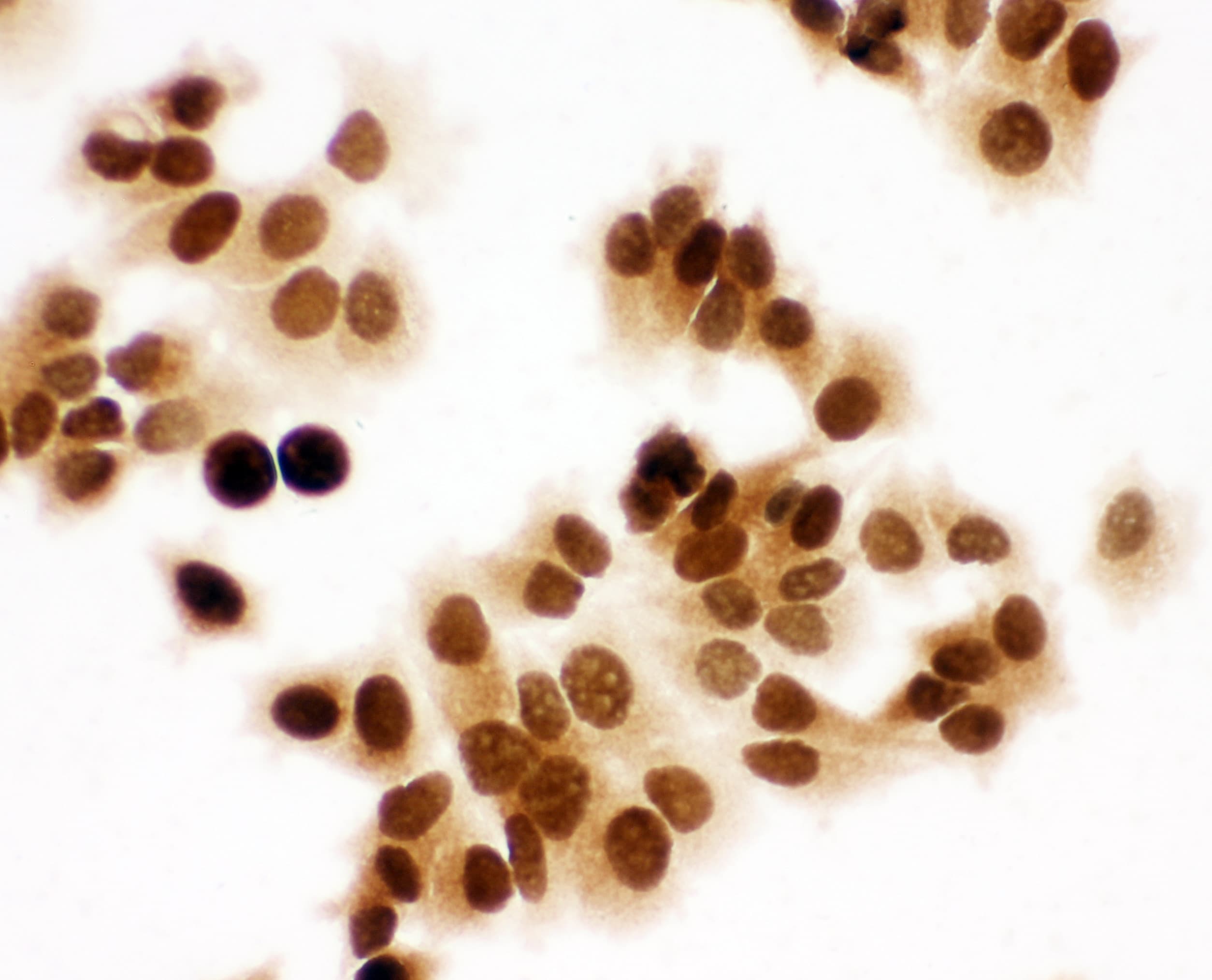 MCM7 Antibody (aa699-719)