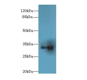 LIX1 Antibody