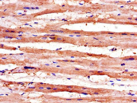 RBM4 / LARK Antibody