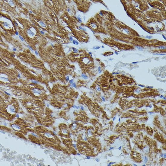 FKBP1B / FKBP12.6 Antibody