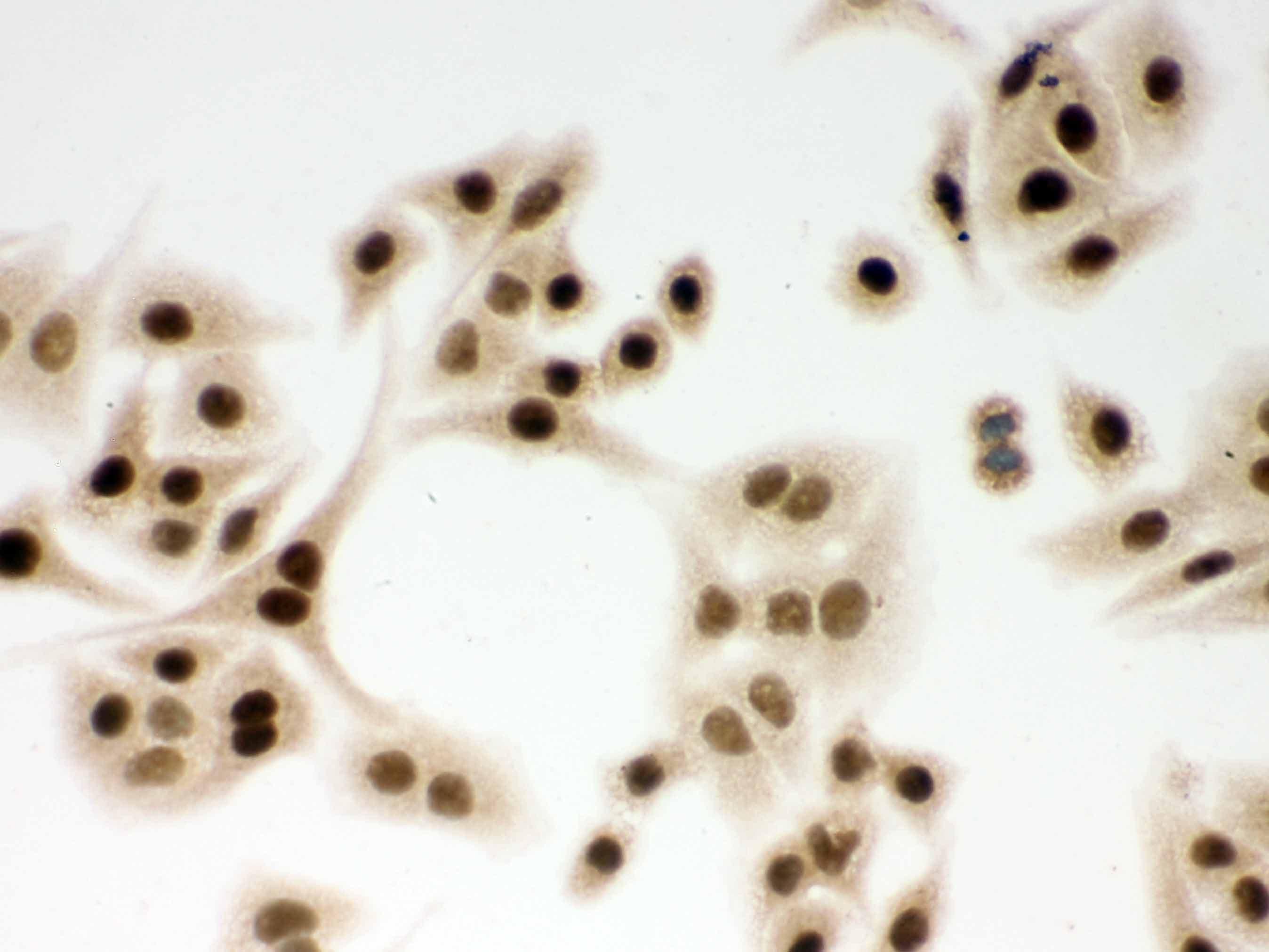 DDB1 Antibody (aa1011-1140)