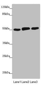 CRBN / Cereblon Antibody