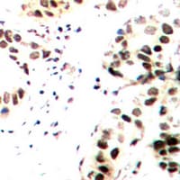 JUN / c-Jun Antibody (phospho-Thr239)