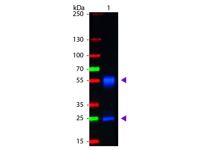 Polyclonal Goat Anti-Mouse IgG Secondary Antibody (FITC, IHC, IF, WB)