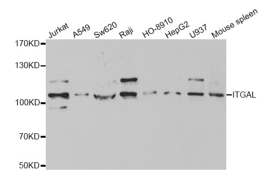 ITGAL / CD11a Antibody
