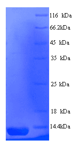 Saccharomyces cerevisiae AGA2 Protein (Recombinant His)