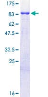 Human SPRING / TRIM9 Protein (Recombinant GST)