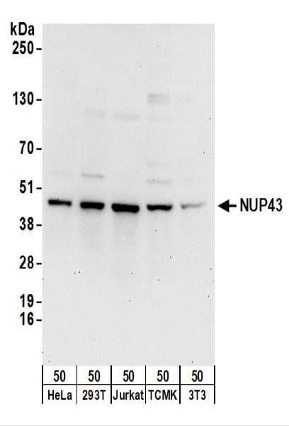 NUP43 Antibody (aa330-380)