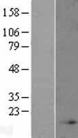 NDUFB4 / B15 Protein (Over-Expression Lysate Myc-DDK (Flag))