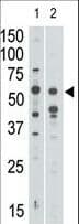 IHC-plus™ SIGLEC7 / CD328 Antibody (aa1-30)