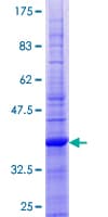 Human CD59 Protein (Recombinant GST)