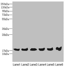 Polyclonal Rabbit anti-Human MAGOH Antibody (IHC, WB)