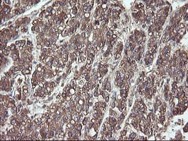 PDIA3 / ERp57 Antibody (clone OTI3H5)
