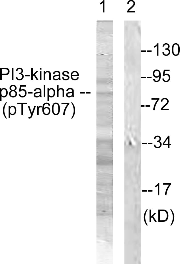 PIK3R1 / p85 Alpha Antibody (phospho-Tyr607)