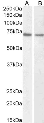 IHC-plus™ Polyclonal Goat anti-Human LMNB1 / Lamin B1 Antibody (aa526-537, IHC, WB)