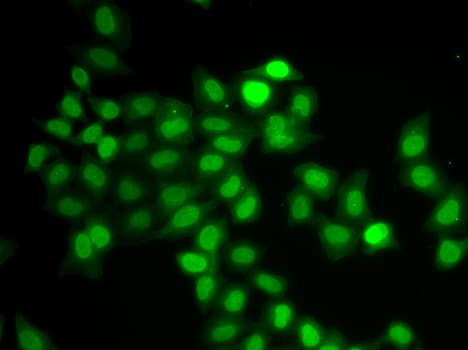 MAD1L1 / MAD1 Antibody