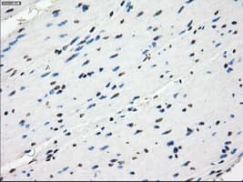 Monoclonal Mouse anti-Human GBP2 Antibody (clone OTI5E10, IHC, WB)