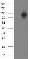 PRKCE / PKC-Epsilon Antibody (clone OTI2E9)
