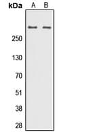 Polyclonal Rabbit anti-Human REV3L / REV3 Antibody (aa246-285, IHC, IF, WB)