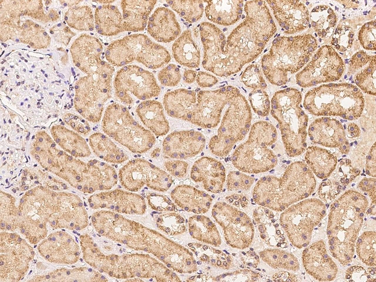 NT5DC2 Antibody