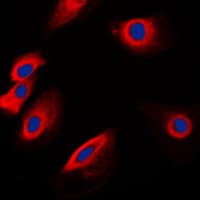 Polyclonal Rabbit anti-Human POFUT1 Antibody (C-Terminus, IHC, IF, WB)