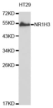 NR1H3 / LXR Alpha Antibody