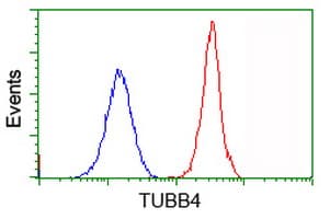 Monoclonal Mouse anti-Human TUBB4 / Tubulin Beta 4 Antibody (clone OTI5C1, IHC, IF, WB)