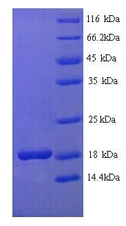 Bacillus thuringiensis Crystal Protein cry1Ab (Recombinant His)