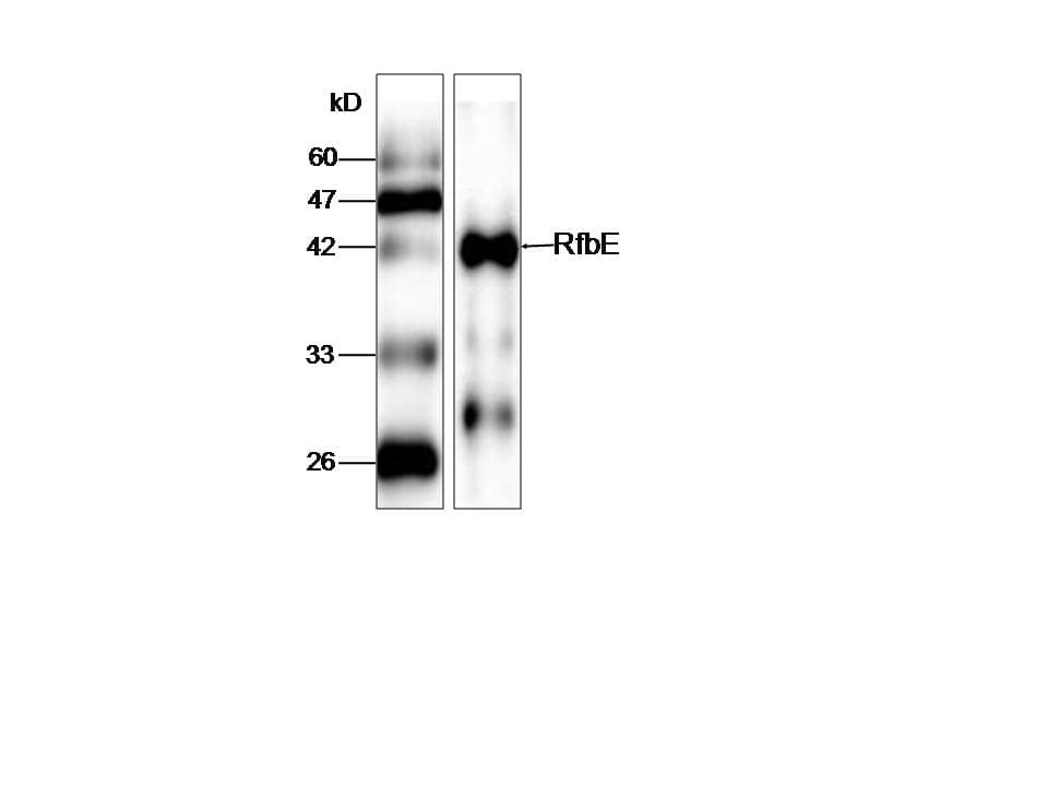 E. coli RfbE Antibody (aa23-338)