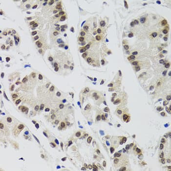 EDF1 / MBF1 Antibody