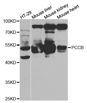 IHC-plus™ PCCB Antibody (aa289-539)