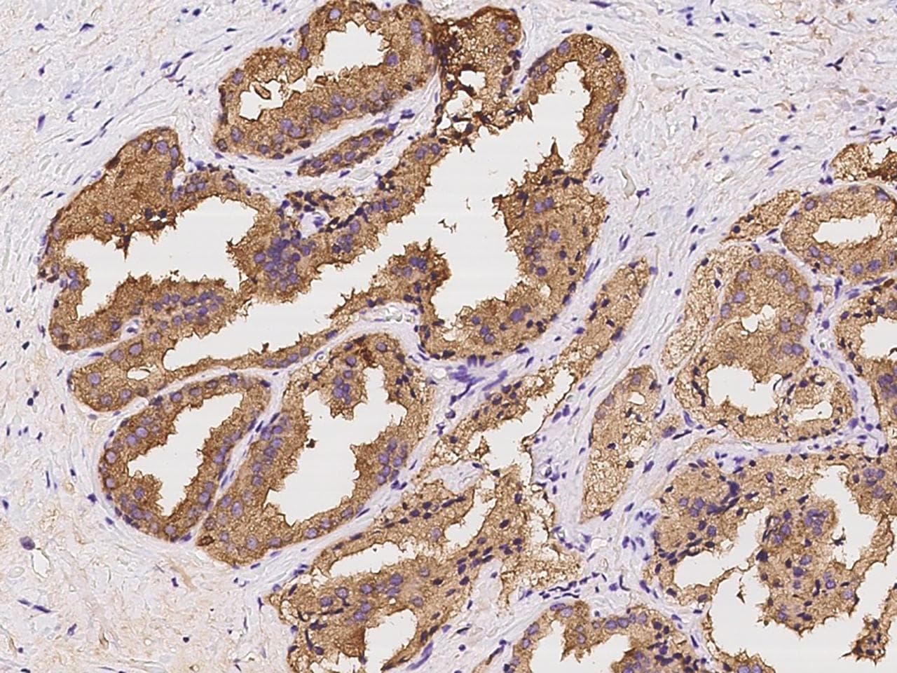 AZGP1 / ZAG Antibody