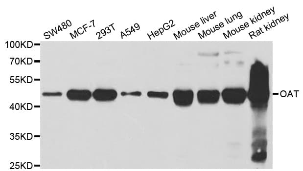 OAT Antibody