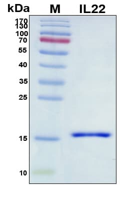 Human IL22 Protein (Recombinant His, N-Terminal)