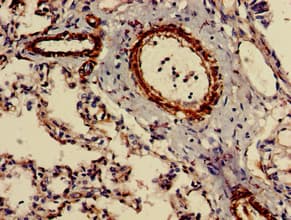 CIDEB Antibody