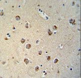 TECTB Antibody (aa54-83)