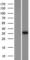 OCSP / TSPAN10 Protein (Over-Expression Lysate Myc-DDK (Flag))