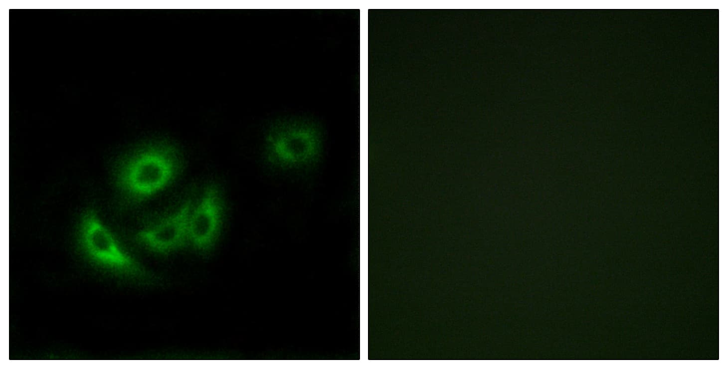 MRPL11 Antibody (aa21-70)