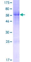 Human FAM54B Protein (Recombinant GST)