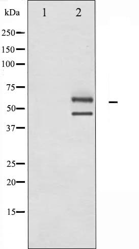 MAPK8 / JNK1 Antibody