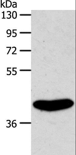 IHC-plus™ S1PR4 / SIP4 / EDG6 Antibody