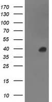 ANKRD53 Antibody (aa1-300, clone OTI1B8, Carrier-free)