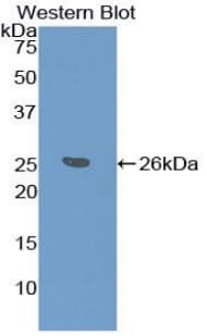 PPID / Cyclophilin D Antibody (aa7-206)