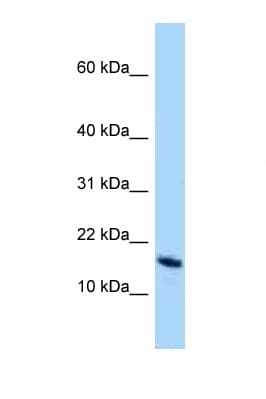 OCIAD2 Antibody (N-Terminus)