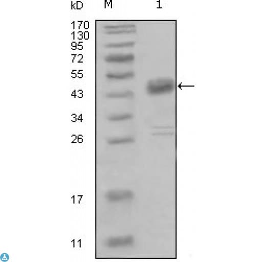 NEP / DDR1 Antibody
